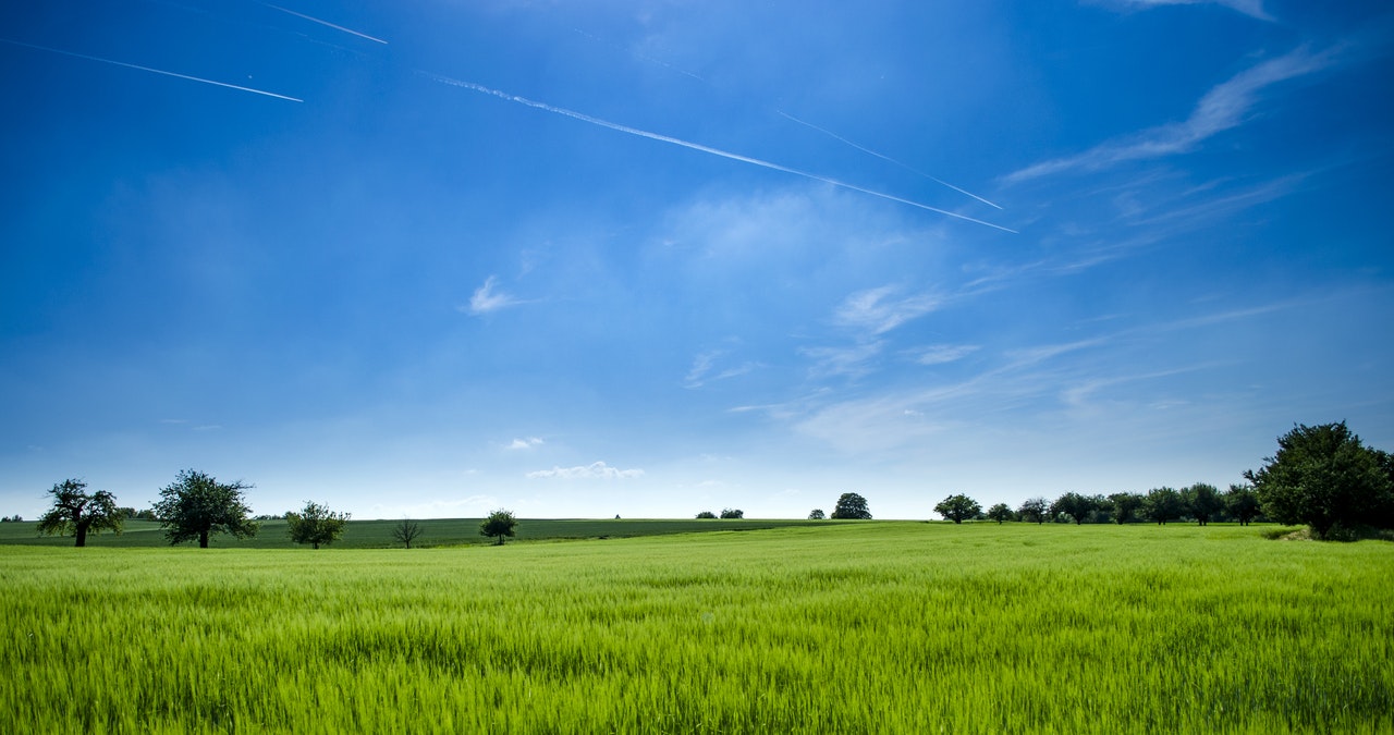 Rice Field In India