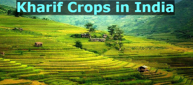 Kharif Crops in India